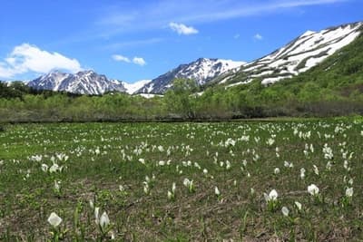 長野縣 HAKUBAVALLEY 的栂池高原滑雪場綠色季節開放 — 北阿爾卑斯山美景與栂池自然園高原濕地靜候您的光臨