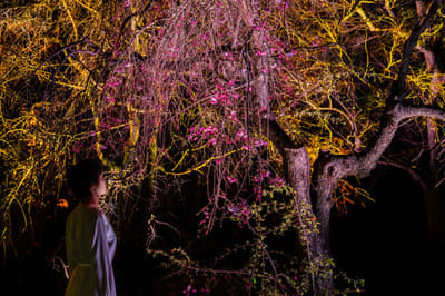 大阪 teamLab 植物園推出共鳴之樹 - 櫻花季的垂枝櫻