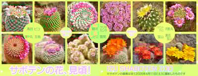 繽紛仙人掌盛開！伊豆仙人掌動物公園溫室的春日花季