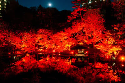 핫포엔, 'TOKYO RED GARDEN 2026'을 맞아 일본 정원을 주황빛과 붉은빛으로 밝히다