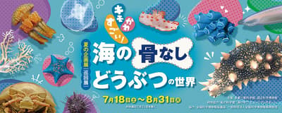 El Museo de Ciencias Tama Rokuto organizará una exposición de verano sobre invertebrados marinos