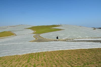 國營常陸海濱公園的粉蝶花除霜作業開始