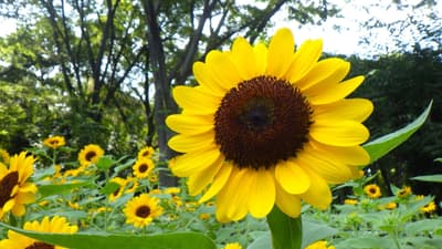 Shinjuku Central Park: Enjoy Sunflowers in the Park and at the Museum This August
