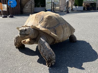 Atre Kameido 将于 5 月 5 日和 6 日举办东武动物公园接触体验及碧柔活动