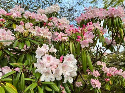 神奈川百选花卉胜地之一——箱根强罗公园杜鹃花盛开