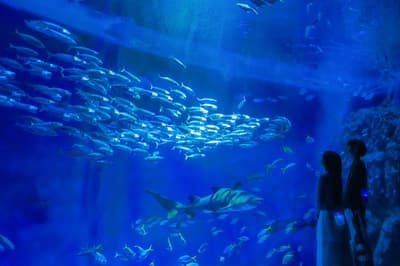 神戶須磨海洋世界夜間水族現場活動 - 觀察夜間海洋生物（2026年3月21日至4月5日）