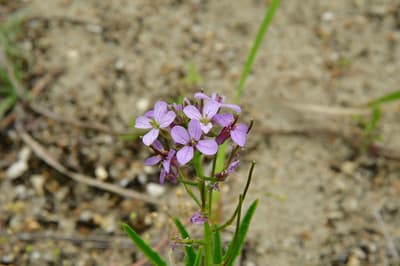 花旗竿（極危物種）現正於國營常陸海濱公園盛開