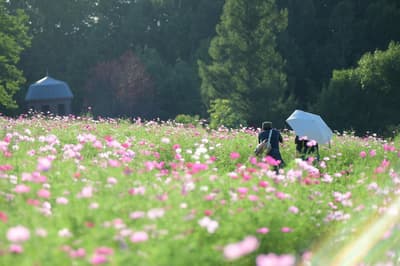 Cosmos Festa 2026 Blooms at Takino Suzuran Hillside National Park From September 12