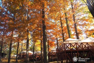 Duerma entre las hojas de otoño en THE BOTANICAL RESORT Rinne en Ibaraki con las "Hojas de otoño a distancia cero"