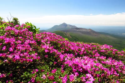 雾岛山脉各地的深山雾岛杜鹃花已开始绽放