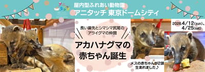 兩隻南美浣熊寶寶於 Anitachi 東京巨蛋城誕生