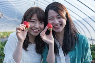 休暇村志賀島推出平日限定草莓吃到飽方案