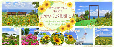 Sunflowers in Full Bloom at New York Lamp Museum & Flower Garden on Izu's Jogasaki Coast