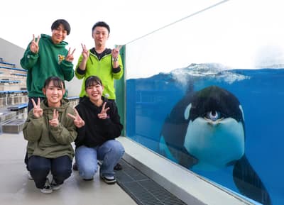Kamosea Premium Plan di Kamogawa Sea World Hadirkan Pengalaman Eksklusif Bersama Orca, Beluga, dan Singa Laut Setelah Jam Operasional pada November 2026