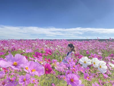 Yamaguchi Flower Tourism 2026 ofrece un viaje otoñal entre campos de cosmos, cerveza artesanal y teñido de papel washi