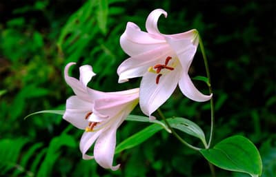 六甲高山植物園的笹百合現正綻放