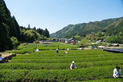A Nostalgic Tea-Picking Experience at a Revived 100-Year-Old Satoyama Tea Field in Okazaki, Aichi