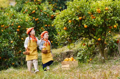 RISONARE Atami celebrará su primera "Citrus Academy", un programa de turismo educativo sobre el daidai de Atami con agricultores locales