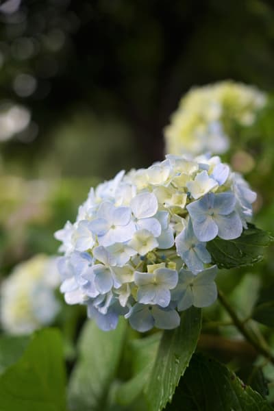32nd Hydrangea Festival and International Exchange Event Returns to Nakahara Park in Sayama City on June 14