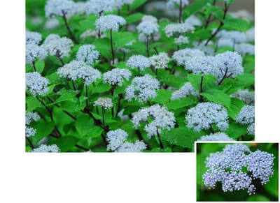 Koajisai in Full Bloom at Rokko Alpine Botanical Garden, Adding Gentle Fragrance to the Rainy Season