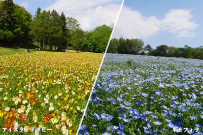 Primavera en pleno esplendor: Amapolas de Islandia y nemofilas de temporada en el Parque Nacional Musashi Kyūryō
