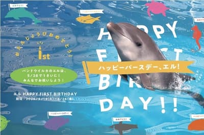 仙台海洋森林水族館慶祝瓶鼻海豚寶寶「El」一歲生日