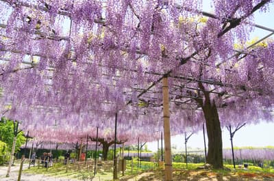 三重县Red Hill石楠花森林紫藤花园迎来春季开放——从富士山麓移植的22棵百年古树竞相盛开