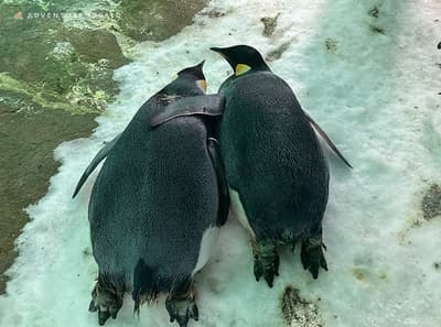 员工相机胶卷泄露！？SHIRAHAMA KEY TERRACE HOTEL SEAMORE 举办动物表情展览