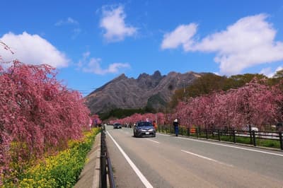 「櫻花之路」在休暇村南阿蘇附近盛開；2026年高森櫻花祭於3月28日至4月12日舉行