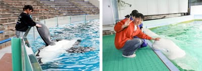 Kamogawa Sea World's "Mankitsu Taiken" Plans Return in October 2026 — 5 Animal Encounter Programs in One Day