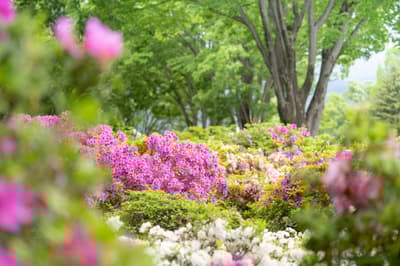 杜鵑花盛開與黃金週活動——群馬花卉公園Plus的兒童市集、花藝與園藝體驗等精彩節目