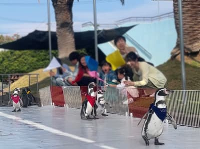 Hewan-Hewan di Minamichita Beach Land Mengambil Tantangan Olahraga dalam "Ocean Athletes' Summit Showdown" Mulai 5 September