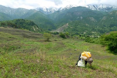 La ciudad de Oguni en Yamagata ofrece un plan de 2 días y 1 noche entre semana para recolectar helechos warabi y disfrutar de la gastronomía local