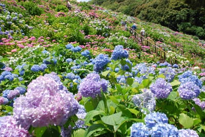 Hotel Tokaien Hosts "Rainy Season Weeks" with Hydrangea Night Tours and Ajisai Kaiseki (June 1–30, 2026)
