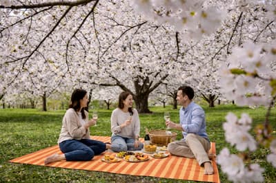 大阪帕蒂納酒店於大阪城公園免費提供回收再造的野餐墊，供遊客欣賞櫻花