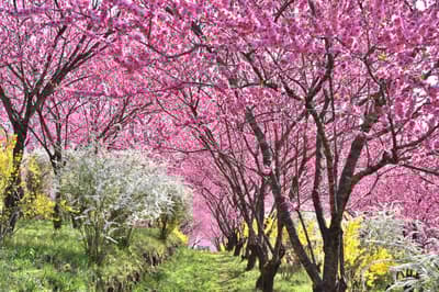 1,000 Flowering Peach Trees Paint the Hills Pink at Nakanojo Gardens' Hana-Momo Hill Festival