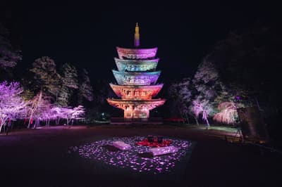 「来去京都。NAKED 呈献 世界遗产醍醐寺 - 醍醐赏樱 -」樱花盛开