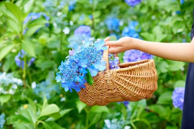 Gunma Flower Park Plus Hosts Ajisai Matsuri with 5,000 Hydrangeas, First-Ever Indoor Cat Marché, Afternoon Tea, and Rainy Day WEEK