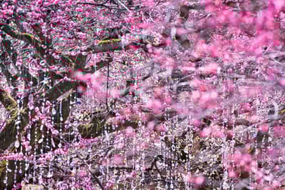 北野天满宫梅花迎来盛开期，更有“光与花的庭园”艺术装置