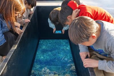 Tropical Fish Now Swim in Ise-Shima's Waters — LUXUNA Ise-Shima to Launch Glass-Bottom Boat Experience