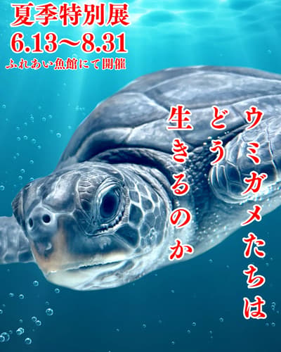 夏季特别展览“海龟是如何生活的？”在伊势海洋乐园开幕