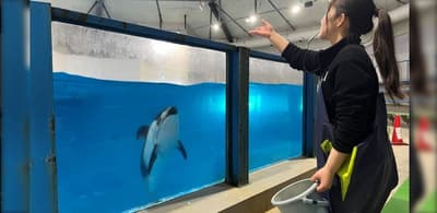 Noboribetsu Sekisuitei Offers Dolphin Feeding and King Penguin Photo Plans at Noboribetsu Marine Park Nixe