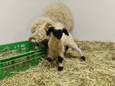罗斯安贝里多和田牧场诞生一只瓦莱黑鼻羊宝宝——4月3日起公开亮相