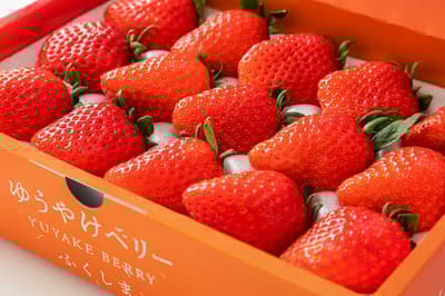1月10日起，日本橋福島館MIDETTE舉辦福島新品種草莓「Yuuyake Berry」博覽會