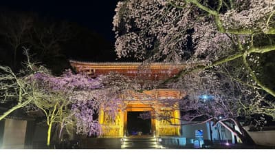 在京都世界遗产醍醐寺体验夜樱，尽享和服租赁之美