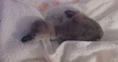 Anak Penguin Humboldt “Ichigo” Lahir di Akuarium DMM Kariyushi!