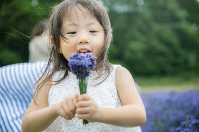 삿포로 히츠지가오카 전망대 무료 라벤더 수확 체험 (2026년 6월 26일 ~ 7월 12일)