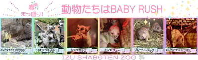 Baby boom de primavera en el Izu Shaboten Animal Park: 6 especies dan la bienvenida a sus crías a principios de 2026