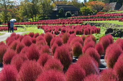 Kochia at Michinoku Lakeside National Government Park Reach Peak Red Autumn Color