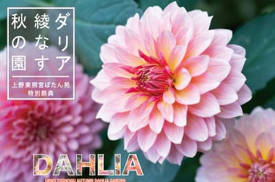 Tokyo's Ueno Toshogu Peony Garden Presents "Autumn Garden Woven With Dahlias" With Over 120 Varieties From September 19